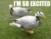 i'm so excited duck GIF