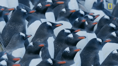 nat geo penguins GIF by National Geographic Channel