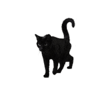 Blackcat Sticker by katzenart