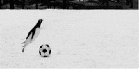 soccer penguins GIF