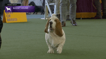 Westminster Dog Show Walk GIF by Westminster Kennel Club