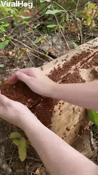 Log Crawling With Ladybugs GIF by ViralHog