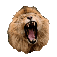 lion STICKER by imoji