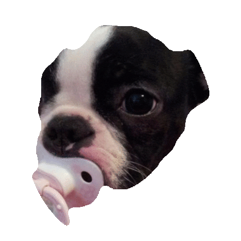 boston terrior STICKER by imoji