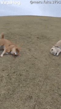 Silly Dogs Slide Down Grassy Hill