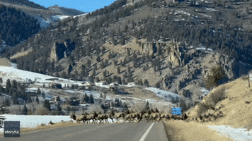 Elk Herd Stalls Traffic on Colorado Roadway