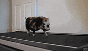 pig treadmill GIF