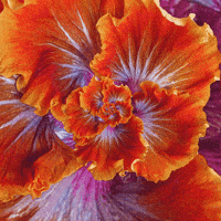 blooming fiery furnace GIF by Feliks Tomasz Konczakowski