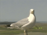 Vhs Seagull GIF by tomafotograaf