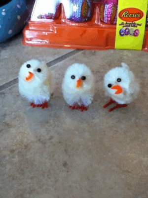 easter chicks GIF