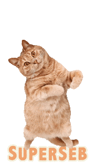 Cat Sticker