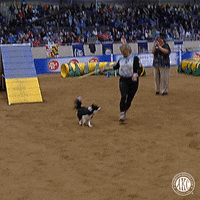 Excited Espn GIF by American Kennel Club