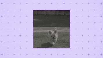 Norbert Loves Dirty Socks