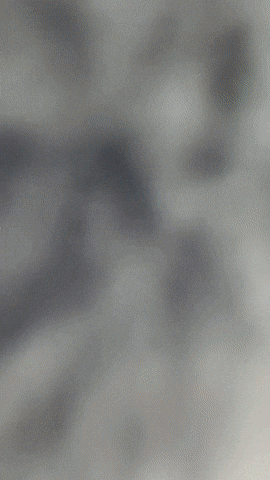 Horse Bg3 GIF by Youtooz