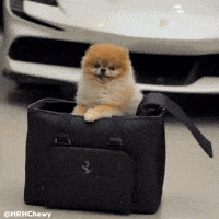 Cute Dog Pomeranian GIF