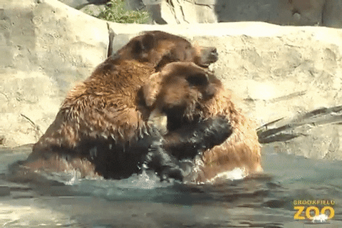 Grizzly Bear Wrestling GIF by Brookfield Zoo