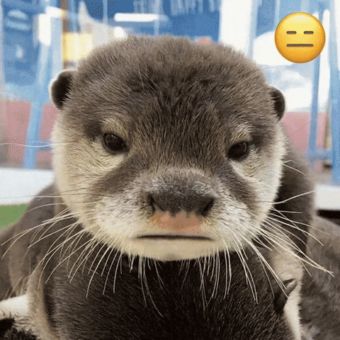 Otter GIF