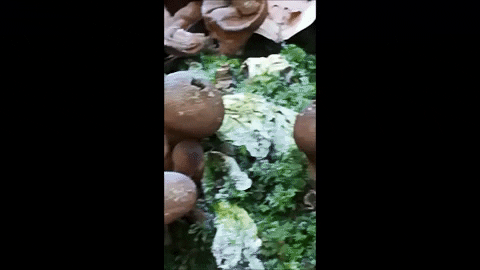 melina_t giphyupload fungi pilz birnenstäubling GIF