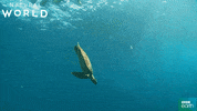 puerto rico turtle GIF by BBC Earth