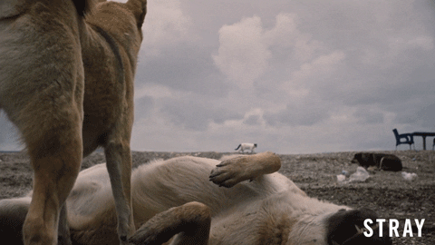 Stray Dog Love GIF by Magnolia Pictures