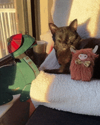 Scotland Scottish GIF
