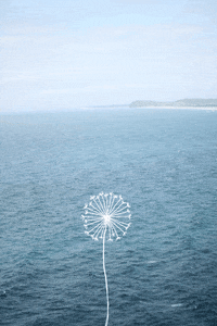 make a wish love GIF