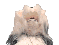 Say Yes Dog Sticker by Studio 100