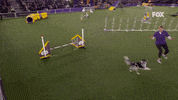 Westminster Dog Show Bee GIF by Westminster Kennel Club