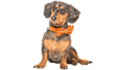 Wiener Dog Dachshund Sticker by Sam & Ash, LLP