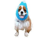 Dogs Love Sticker