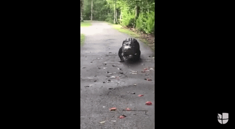 GIF by Univision Noticias