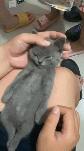 cuteanimalland giphyupload GIF