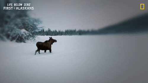 Nat Geo Snow GIF by National Geographic Channel