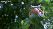 tongue eat GIF by BBC Earth