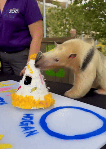 Birthday Party For Resident Anteater