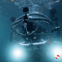 Sharks GIF by Shark Week