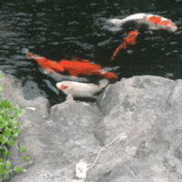 ellaknor  GIF