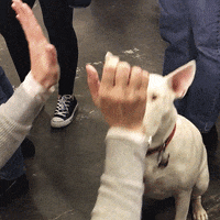 Dog Show Dogs GIF by Westminster Kennel Club