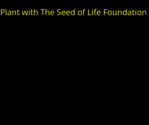 Tree Plant GIF by The Seed of Life Foundation