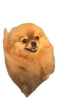 sofa_pom smile happiness счастье улыбка Sticker