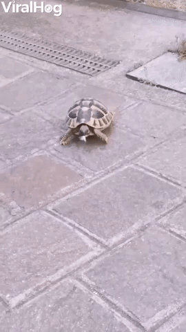 Tortoise Nips at Cats Tail