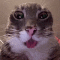 Cat Stare GIF
