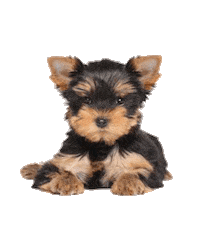 Yorkie Pupsize Sticker by MISO PUP