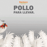 BachocoMX music rock festival musica GIF