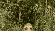 Dinosaurs Dinosaur Movie GIF by Dino Dana