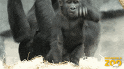 Intimidating King Of The Jungle GIF by Brookfield Zoo