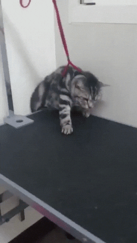 cat meow GIF
