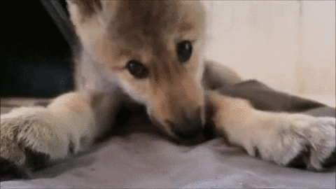 paws GIF