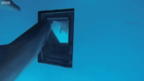 cuteanimalland giphyupload GIF
