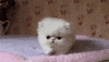 kitten GIF